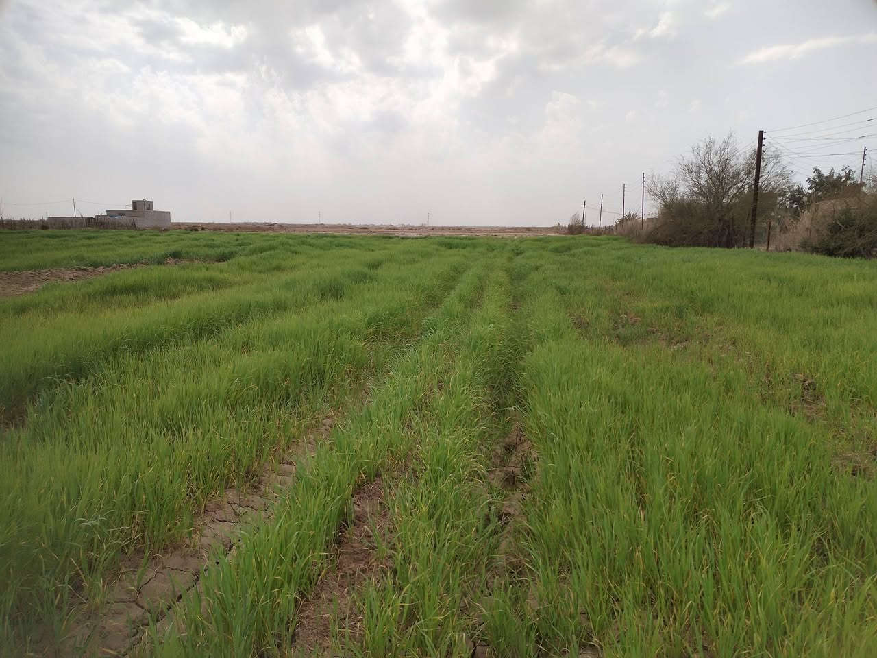 سلام عليكم البيع كاع زراعيه المساحه ١٠ دوانم ونص واجهيه شارع متوفره كل الخدمات مركز صحي مدارس ابتدائية ومتوسطة او عداديه واجهيه شارع وبيهه شاطيه على نهر الغراف ماي مباشر منل شط مكانهه بين النصر و الرفاعي بل مصيفي السعر نتصل ***********
***********
