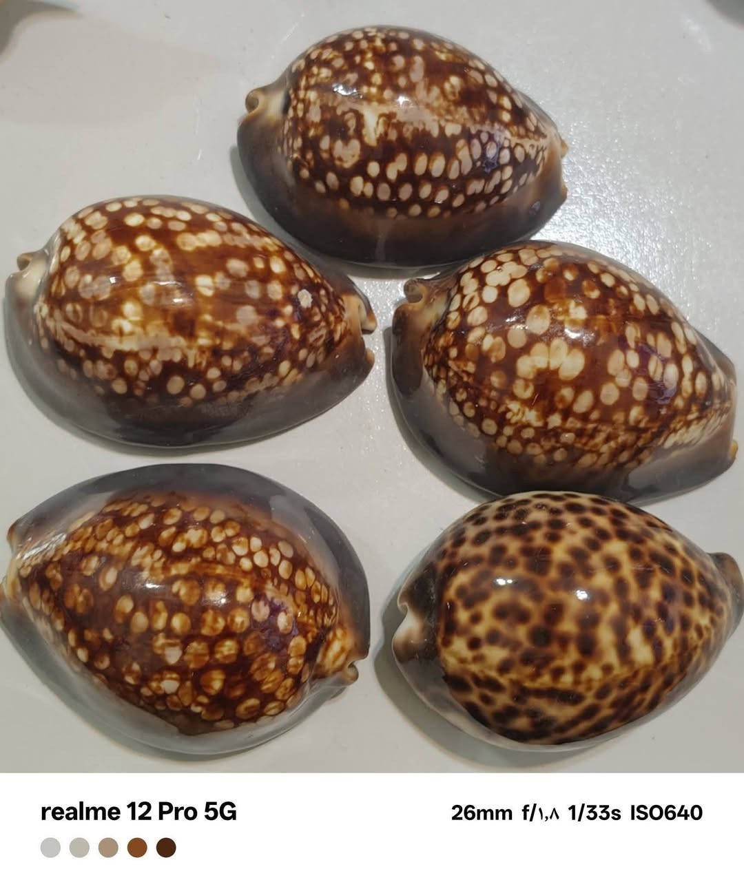 خمس محارات زجاج ديكور
السعر ١٨ الاف


**إذا كنت صاحب هذا الإعلان وتريد حذفه لأي سبب، رجاءا أرسل رسالة إلى الدعم الفني**