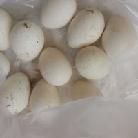 بيض فسفس • ١١بيضة • تفقيس