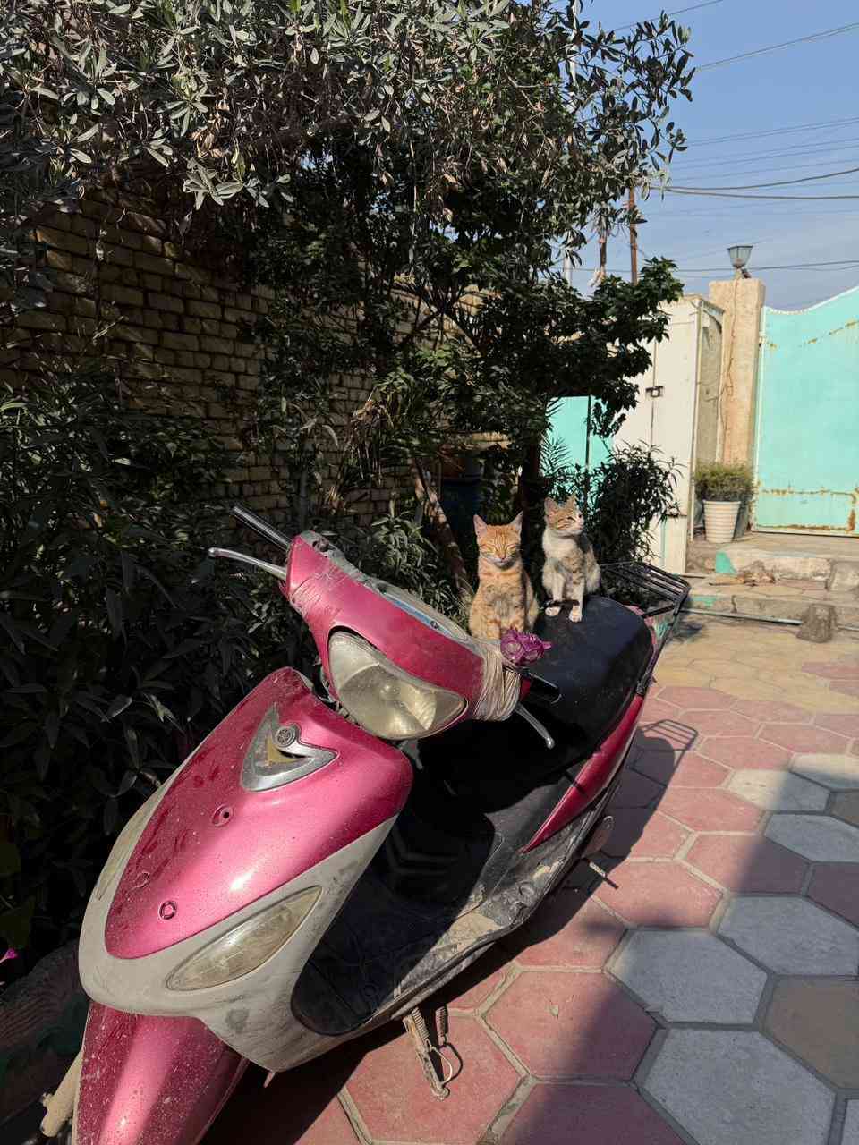 سلام عليكم عيوني دراجه ماكس منغولي مفتوحه بوشه 55
دراجه مستعجل ع بيعته سعر 400 وبيه مجال 
رقمي ***********
