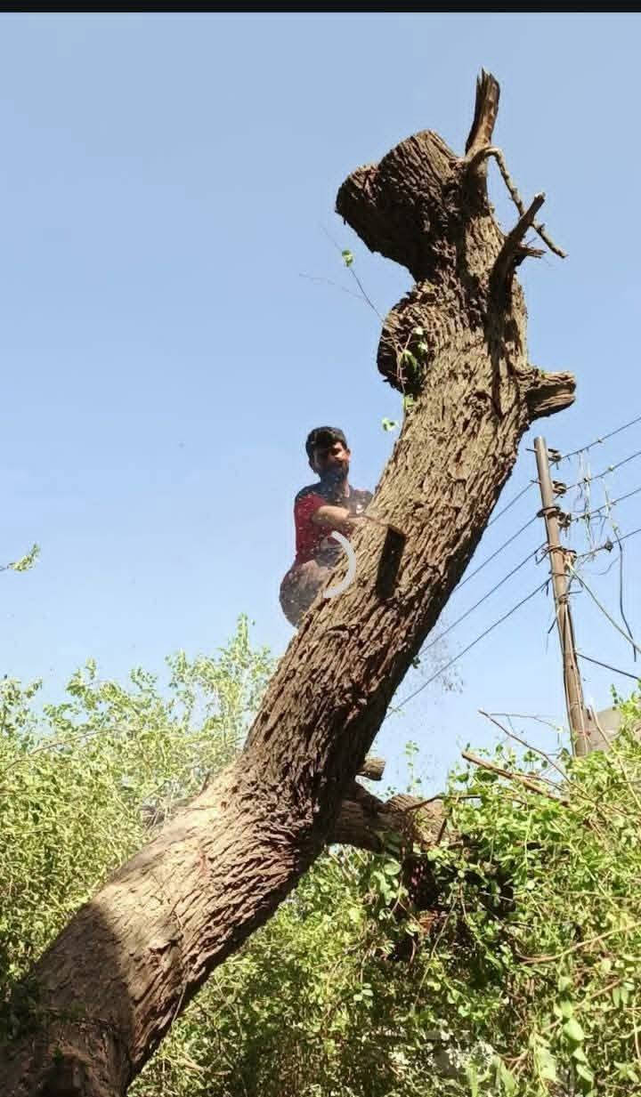 قطع الاشجار مجاني***********
