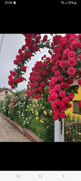 نسرين متسلق
السعر/٧,٠٠٠
اللون/ابيض ، وردي محمر ، اصفر 
نوع/خارجي_شمسي

✅محب لاشعه الشمس المباشرة طالما يزرع بحديقة ☀️
✅تربه زميج سريعه التصريف للماء💧💧

✅تسميد باسمدة (داب/يوريا/عال بوتاسيوم) تنوع بين فترة وفترة🍀

✅السقي بالصيف مرتين باليوم وخصوصا بشهر ٦/٧/٨ وبالشتاء من تنشف التربه 🌿

العنوان / حلة حي الاكرمين 
تتوفر خدمة توصيل لجميع محافظات العراق🚘

واتساب ***********

🟣اذا تحب تطلب راسلنه وتدلل 🍀
