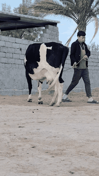 يا الله هاشه لبيع فريزية زراعية أم ثالث بطن وماخذه لفحل صار 6 تشهر مفحوصه سونار وتحلب صاحبت ماعون وشطر حره يواحد يحلبهه هاشه مجنيه مالت بيت شرط لحليب ودسامه خير من الله مشروطه كافه شروط لجني لسعر 1950 لمكان بابل شوملي لسفسار ***********
