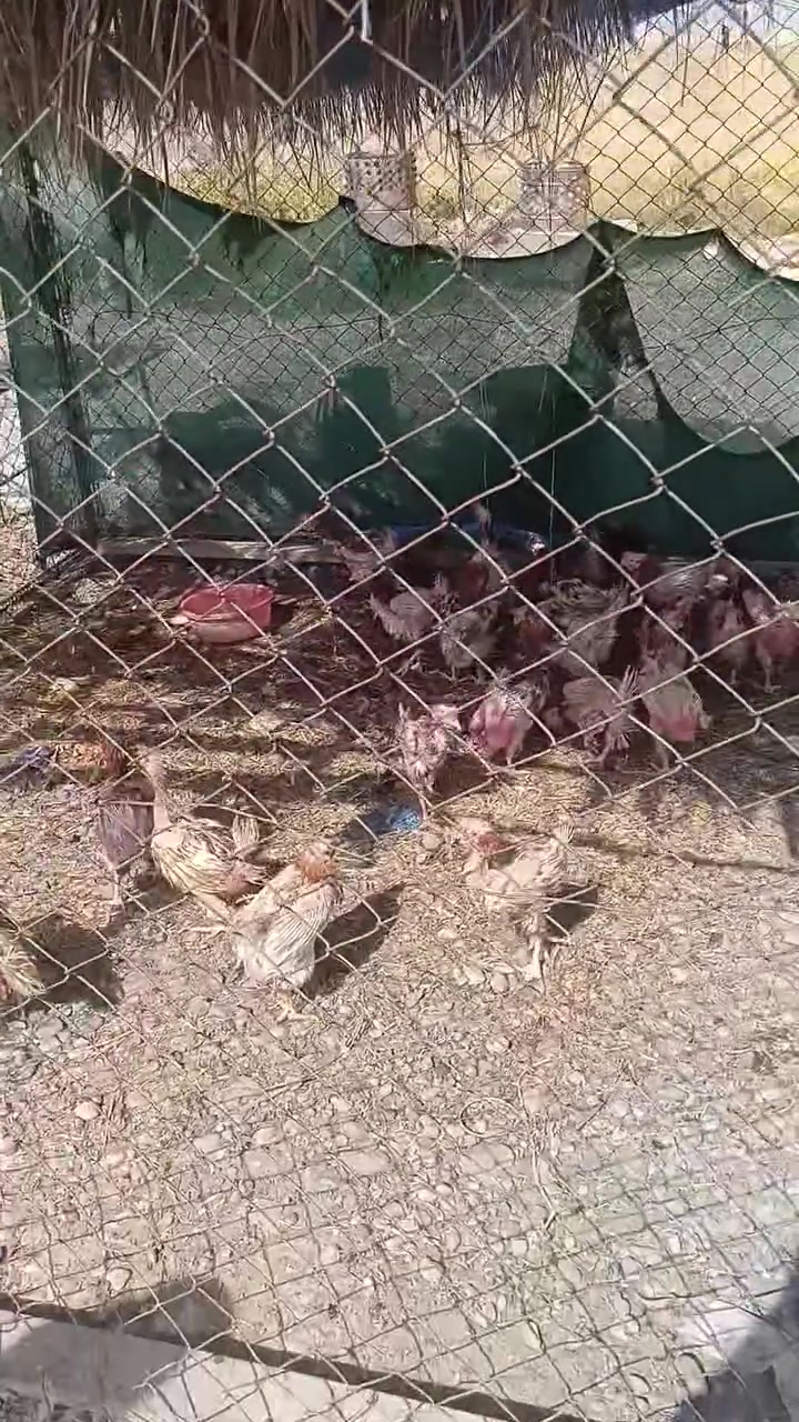 هسه وصل دجاج رقم واحد مقابل مول الشاهين
اتصل وتدلل  موجود توصيل 
للحجز ***********
