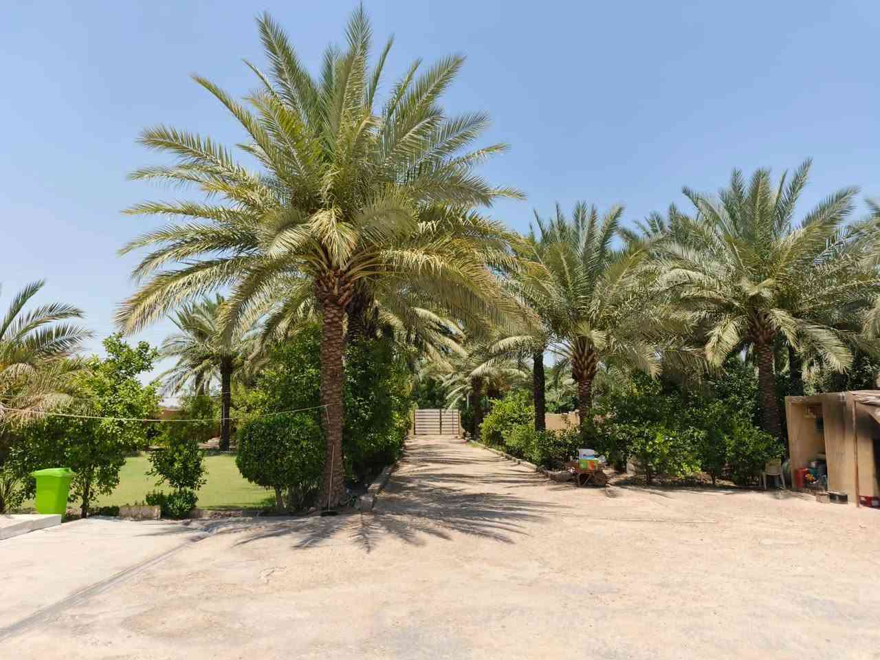 السلام عليكم
للبيع 1 دونم مساحة 2500 طابو زراعي سند 25 مكون من 5 بيوت 🏠  كل بيت مساحة البناء 150م مجهز من كلشي بناء طابوق مع حديقة 🏡 واسعة ونخيل 🌴وكراج سيارات 🚗
عنوان واسط الصويرة الشاملة قرب محطة شرق البصرة يقع الدونم على شارع العام للاستفسار على الأرقام /***********
‏‪***********‬‏
