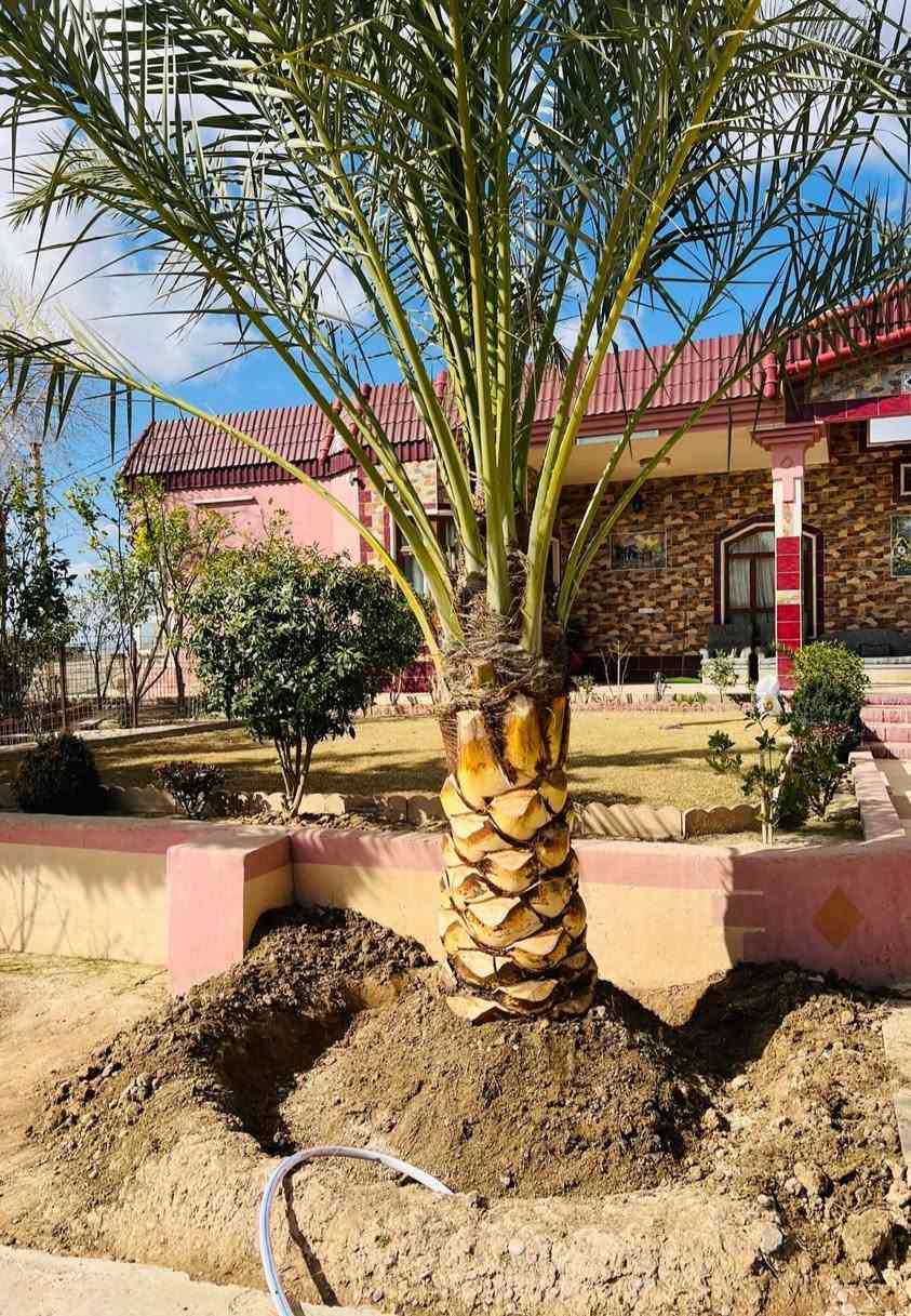 عمل اليوم في قرية الزرارية بتاريخ27/2/2026الجمعة

قلع الفسائل و تكريب و تنضيف العناكيد القديمة و الأشواك 

#تكريب
#تكريب_النخيل
#تكريب_وتنضيف_النخيل


**إذا كنت صاحب هذا الإعلان وتريد حذفه لأي سبب، رجاءا أرسل رسالة إلى الدعم الفني**