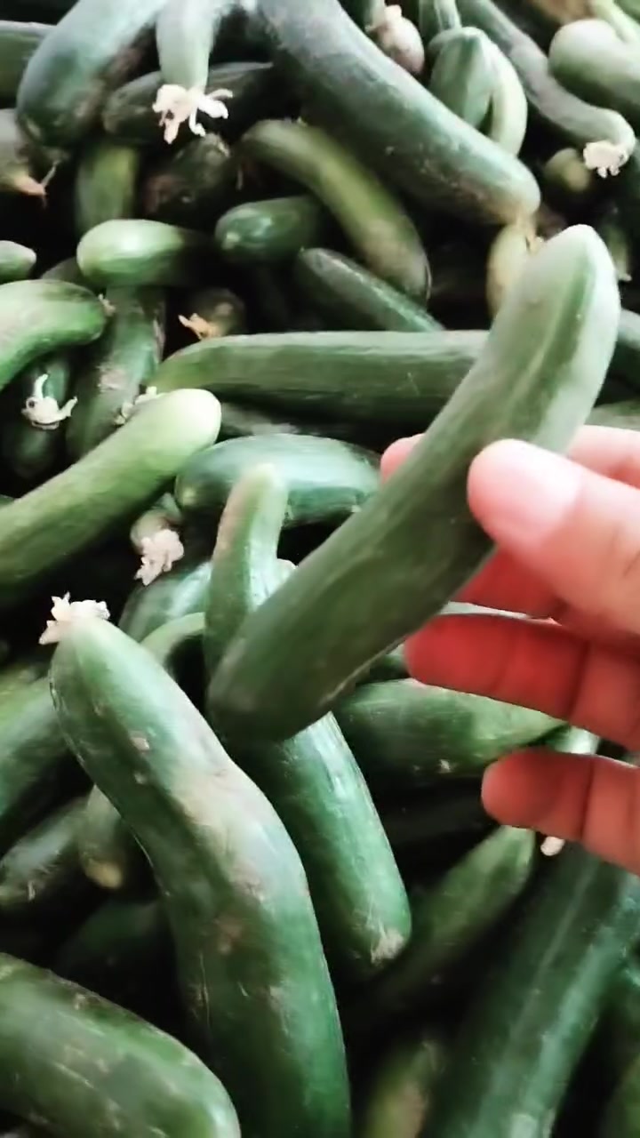 خيار درجة أولى حوش هسه مال طرشي ب ألف دينار 🥒🥒🥒
طماطه درجة أولى الصندوك الدبل ب ٤٠٠٠ دينار 🍅🍅🍅🍅🍅🍅🍅


**إذا كنت صاحب هذا الإعلان وتريد حذفه لأي سبب، رجاءا أرسل رسالة إلى الدعم الفني**