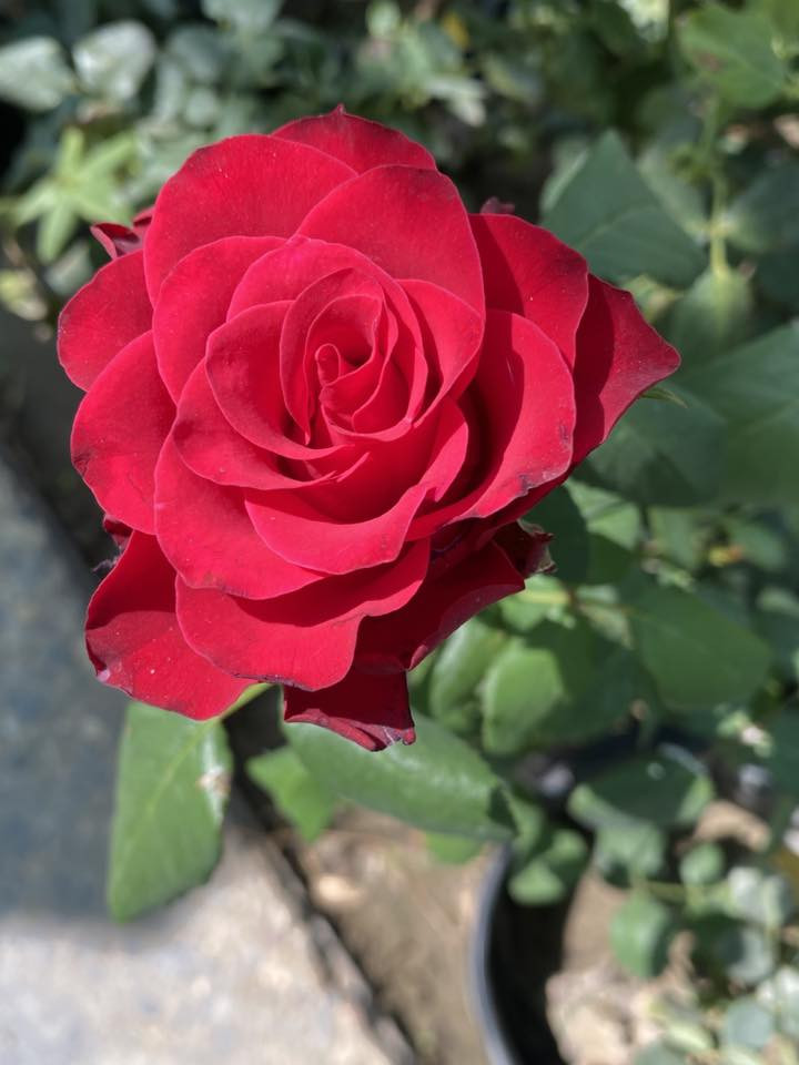 #عرض_خاص 🌸
#عروض_عيد_الغدير_الاغر 🌸
#الثبات_على_الولاية 🌸

ورد جوري جعوب 
مثل ماواضح بالصورة
النوع تركي : مزروع والتكاثر في بغداد
السعر / 4.000 آلاف دينار 
كل ثلاث شتلات ب 10 الاف دينار فقط 🌸


**إذا كنت صاحب هذا الإعلان وتريد حذفه لأي سبب، رجاءا أرسل رسالة إلى الدعم الفني**