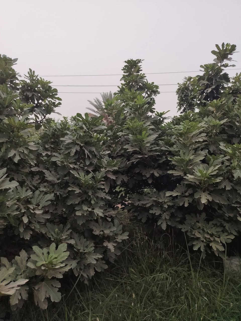 مزرعه للبيع
مساحة مزرعة
2750متر
النزال 115
والعرض 24
المزرعة باب وقفل مسيجه
بيهه بريمه وماطور غطاس 
وماء اساله قريب
وكهرباء
وشارع 7متر
العنوان  جامعة بابل منطقه كوام ابراهيم الخليل عليه السلام 
الاستفسار واتصال على الأرقام التالية *********** اسيا
*********** فاتوره
