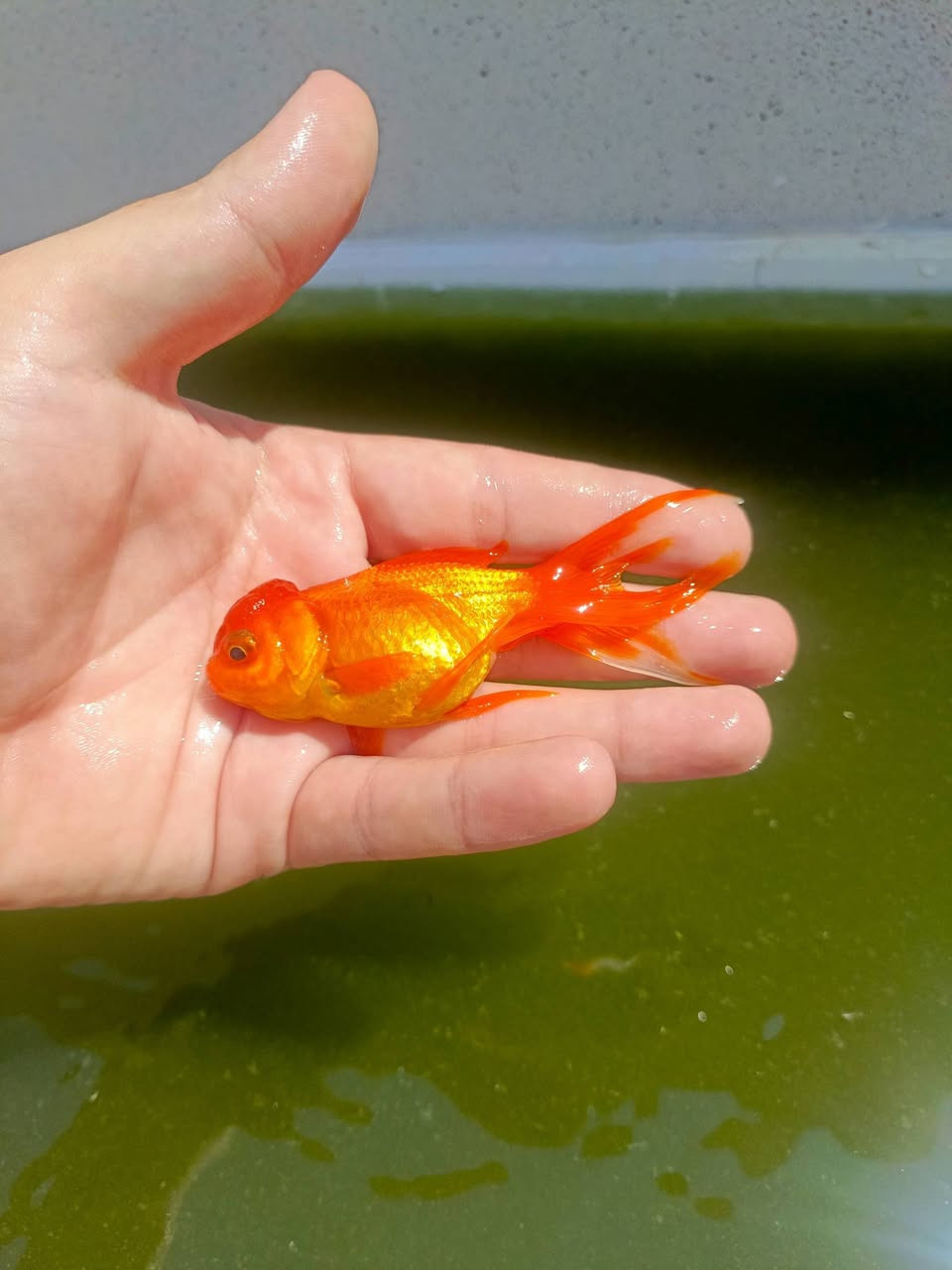 متاح زوجين اورندا معا الحوظ كما موظح بل تصوير سعر 30 باقي التفاصيل عل رقم ‏‪***********‬‏ بي واتس اب
