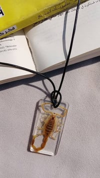 ميداليات عقارب • محنطة • جملة