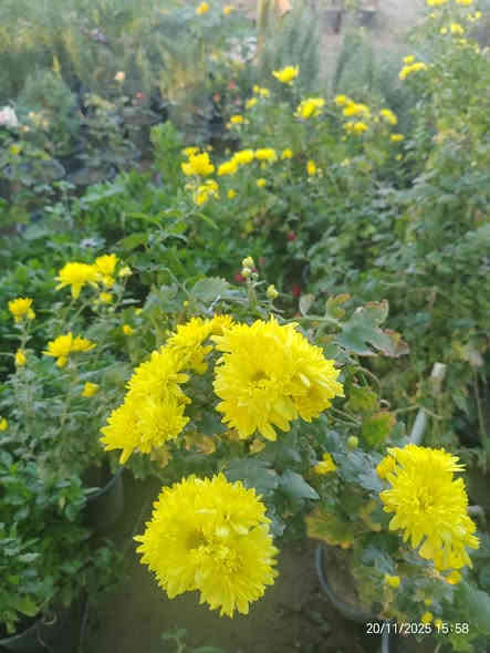 🌼 نبتة الداوودي متوفرة الآن! 🌼
✨ السعر: 3000 دينار فقط ✨

نبتة جميلة وتزهر لفترة طويلة، تضيف للبيت أو الحديقة لمسة ألوان مميزة 💛🌿
• مناسبة للشمس
• سهلة العناية
• شكل جميل ومظهر مرتب

📩 للطلب أو الاستفسار راسل الصفحة مباشرًا!

للتواصل (*********** /***********)

 موقع المشتل ( الحساوية مجاور ملعب الشعب)

وقت العمل العصر فقط من الساعة 3 الى اذان المغرب
بأدارة محمد عماد

#نباتات #داوودي #حديقة #ديكور #زهور #عروض
