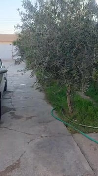 ٢٠٠٦ • رقم بغداد • صبغ جماليه