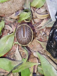 عقد قديم • اصليات • بيع شراء