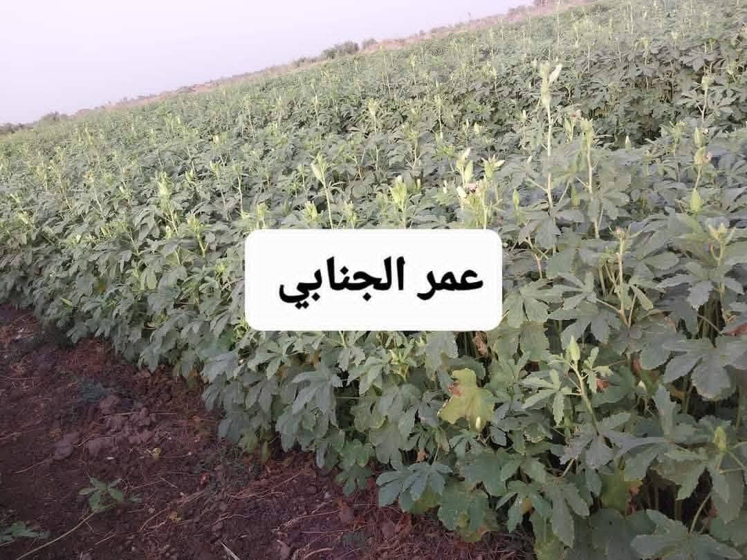 سلام عليكم. يوجد بذور بانية بنت القوطية درجة أولى متعهد بيها ( لهلوبة َ وسلطانة وهولندية َوعبير)  ،.. الاتصال ***********  َ العنوان بغداد اللطيفية شارع الدولي جسر الخامس

