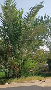 فسائل برحي • مجذرة • جاهزة للغرس