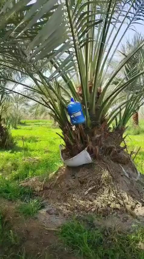 متــــــاح
فسائل برحي
+ فسائل ابريم
فسائل عويدي
فسائل حيساوي
***********
