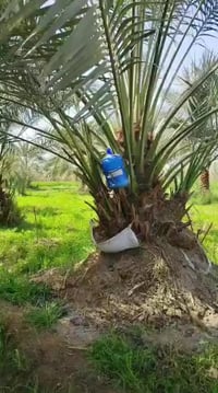 متــــــاح فسائل برحي + فسائل ابريم فسائل عويدي فسائل حيساوي 077340343...