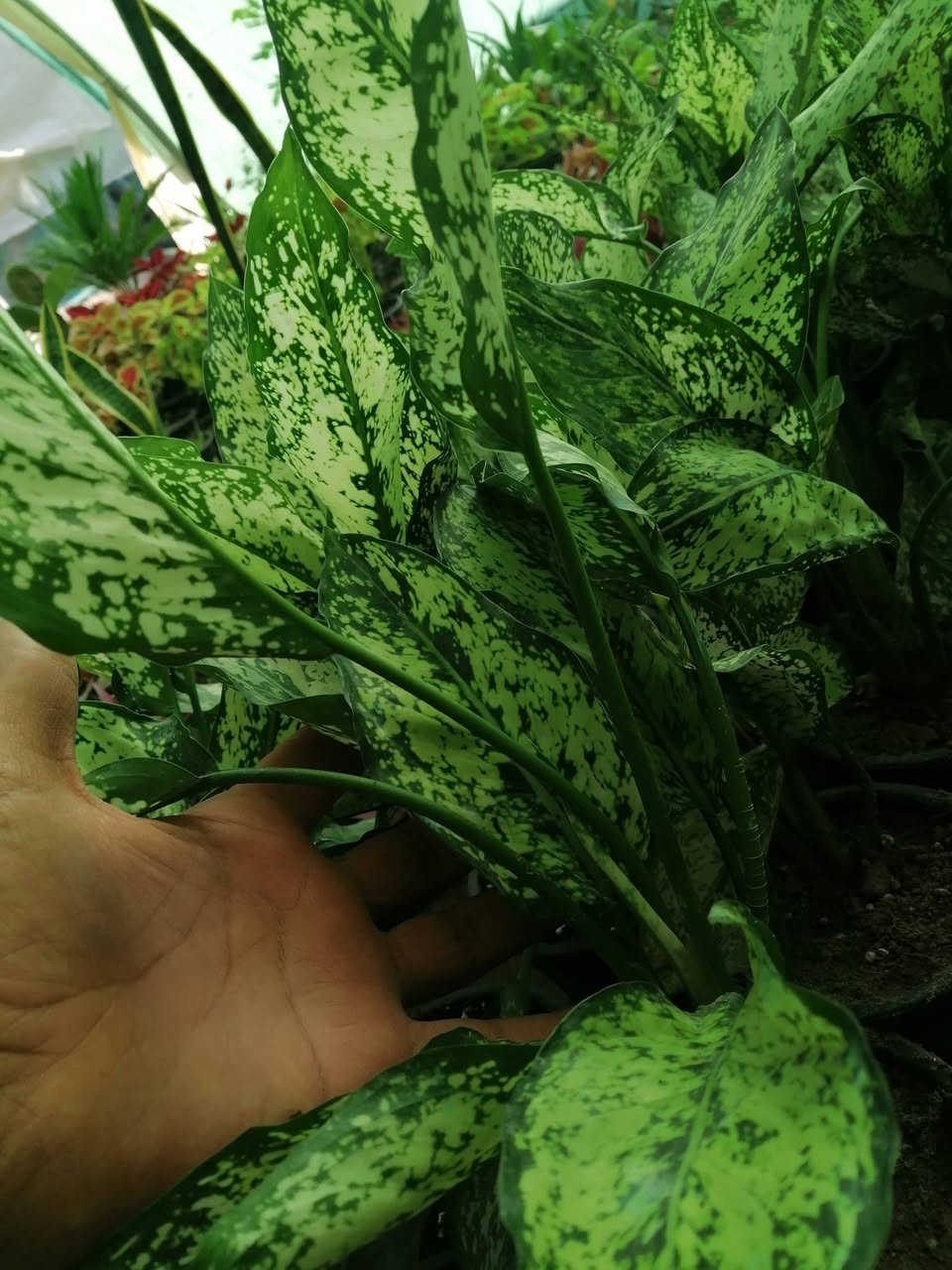 ((مشتل حديثة المركزي))
الموقع #
قرب دائرة البريد بسوق حديثة
دائما مستمرين وياكم

دفن باقيه مرقط 🌷💐ب((٣٠٠٠ دينار )) فقط
كل ٢ ب٥الالف 
عرووووضنا  وبأسعار بلاششششششش🙂✌️
فقط وبس يمنا)) 😉🌺✌️

لاستفسار زورو صفحتنا أو الاتصال على الرقم
***********
اهلاوسهلا بالجميع ❤️
