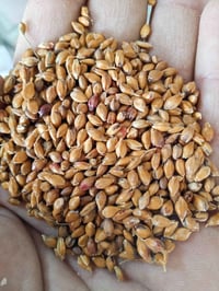 بونيكام هجين • معمرة • بروتين عالي