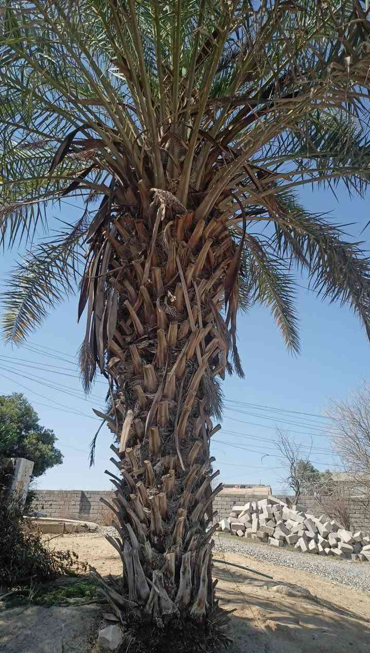 سلام عليكم تكريب نخل 
اتصل ***********
