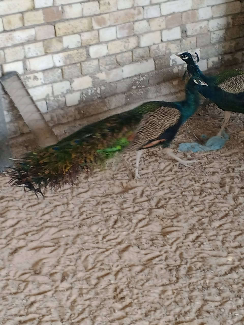 طاوس عدد 4 ثنان ذكور واثنان ايناث سعر الذكر الواحد 350 وسعر الانثا الواحده 175 المكان بغداد انتصل او واتساب ***********
