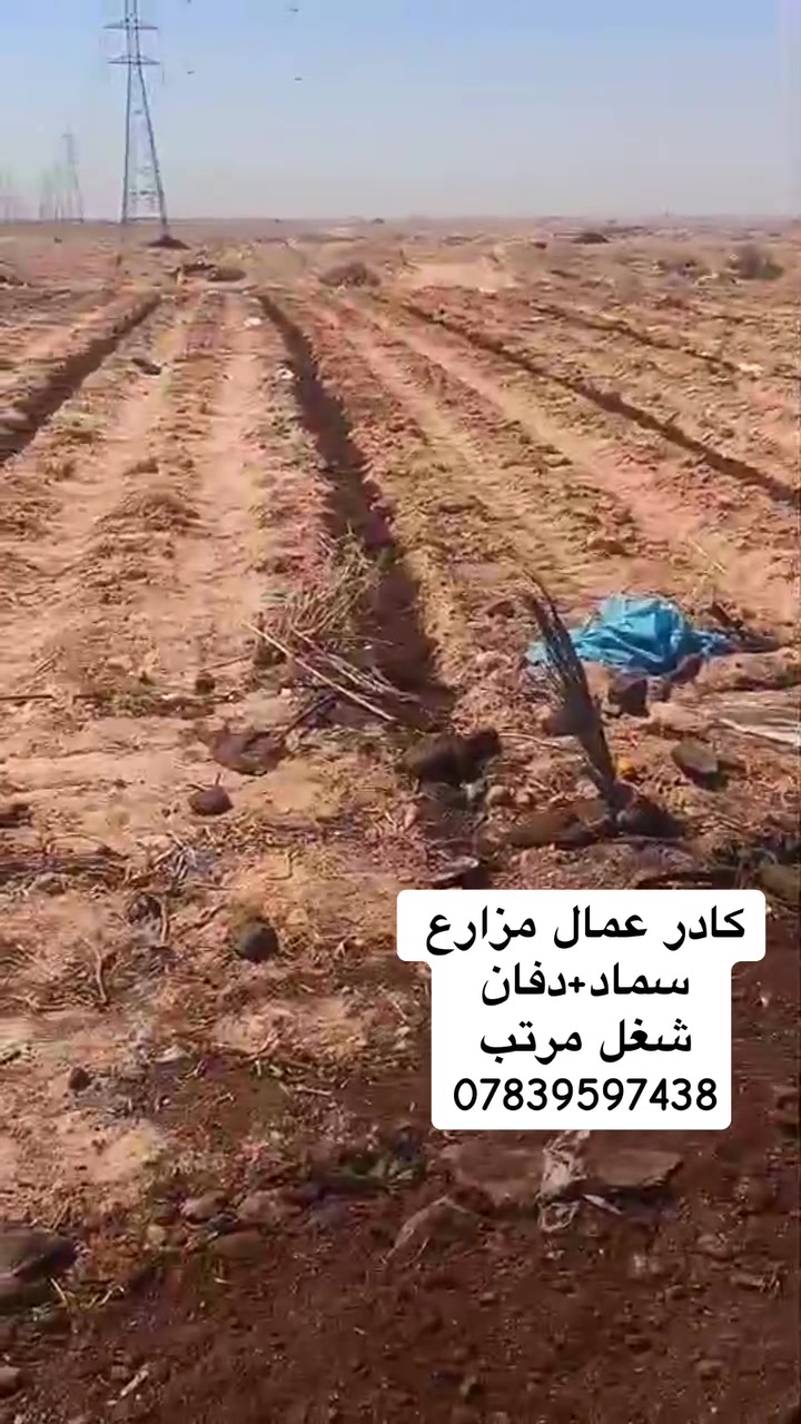 عمال مزارع شغل مرتب 
سماد ودفان 
بانسب الاسعار
***********
