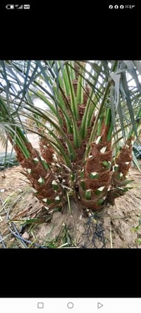 بريم السعر ٣٥ مكتوم السعر٥٠ ٠٧٧١٨٦٢٠٧٧٨