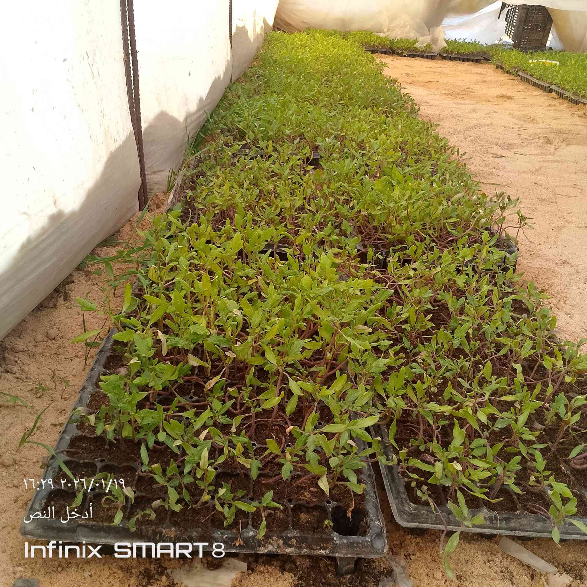 سلام عليكم دايه 🍅طماطه مقاوم للبيع ‏‪***********‬‏
