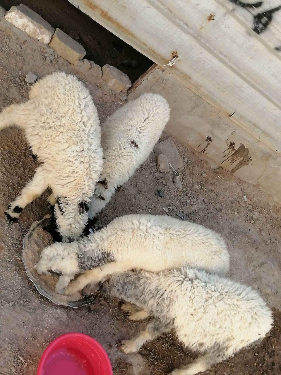 طليان لبيع نثايه شرط الصحاه جني مكفولات صحيات نضيفات يرهمن نذر يرهمن جني
المكان دوانيه قضاء الشاميه
السعر الوحده ١٤٠ بيهن مجال للشراي يخابر بيه خير ويدلل ***********
