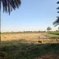 خلف جامعة بابل • ٣ دونم • طابو زراعي