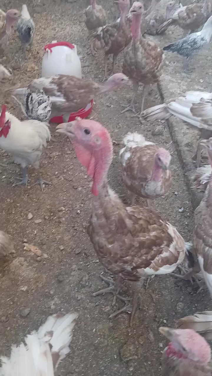 السلام عليكم من رخصة الادمن عندي ٣٨ ديج فسيفس هولندي عمر ٤ اشهر واربع فروجات فسيفس نصحات مشاءالله تبارك الله الديج ٣٥الف  والفروجه ٢٣الف وعندي ٩ دجاجه و٧ دوجه فيومي على وشك يبيض الزوج ٣٥ ابيع شلع حياكم الله العنوان حي الصناعة +9647759630433


**إذا كنت صاحب هذا الإعلان وتريد حذفه لأي سبب، رجاءا أرسل رسالة إلى الدعم الفني**