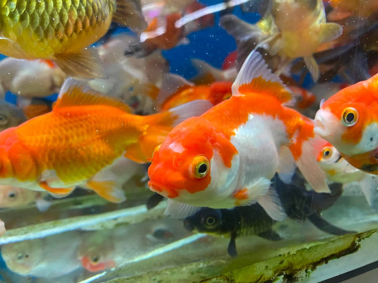 وصول وجبه جديده كولدفش امايات ريد كب و لاين هيد
🐠🐠🐠🐠🐠🐠🐠🐠🐠🐠🐠🐠🐠🐠🐠🐠
الأسعار مناسبه ✅
جمله ومفرد
العنوان كركوك قادسيه سايد المرور القديم مجاور حلويات الحلواني


**إذا كنت صاحب هذا الإعلان وتريد حذفه لأي سبب، رجاءا أرسل رسالة إلى الدعم الفني**
