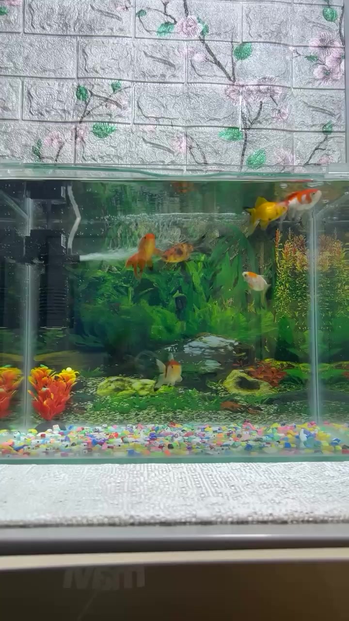 حوض سمج للبيع
حجم الجبير ملاحضة بدون سمج 
كامل مع الملحقات
30الف اصلي مو ايراني جام ثخين
المكان بغداد ***********
