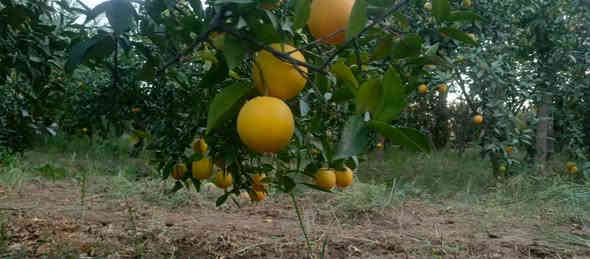 بستان 1500 متر للبيع طابو زراعي سند 25 تحويل مباشر بسم المشتري العنوان بغداد ناحية الراشديه منطقة المراسمه تتوفر جميع الخدمات للاستفسار الاتصال على الرقم *********** مكتب العبيدي للعقار
