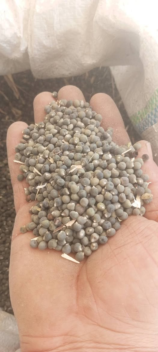 بذور بانيه خير من الله درجه اولى معربه ***********
