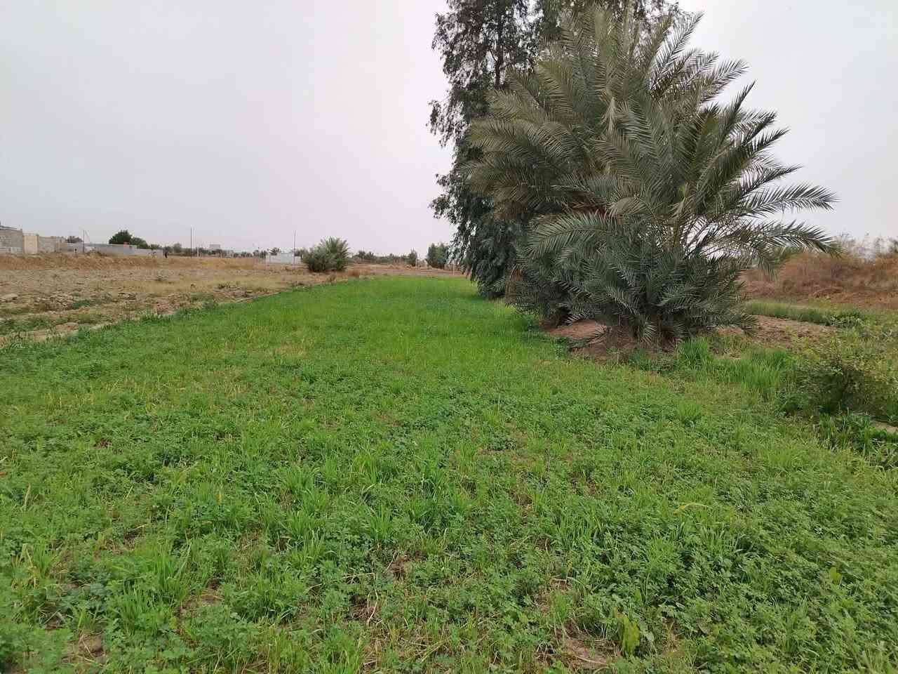 سلام عليكم دونم ونص للبيع ع طريق السنيه خلف معمل الكاشي سيد ابراهيم متوفر كافه الخدمات تبليط بالباب مالتهه   يوجد مدرسه  ومركز صحي يشتغلون بي
كهرباء مي اساله مي سقي

للاستفسار الاتصال ***********
