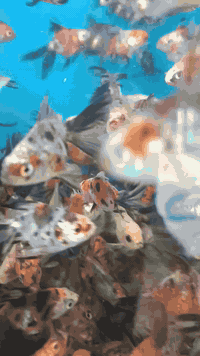 تم وصول وجبه اسماك الزينه إلى معرض تبارك الغزاليه شارع العام مقابل جام...