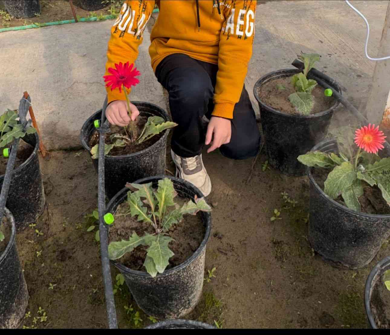 � نباتات جربيرا مزهرة للبيع 🌸
ألوان متعددة (أحمر – وردي – أصفر)
🌱 نباتات قوية وصحية
🌱 مزروعة بعناية داخل بيت زجاجي
🌱 جاهزة للنقل والتسليم

مناسبة للمشاتل والحدائق
العدد محدود

📍للأستفسار ‭0771 509 2935‬
