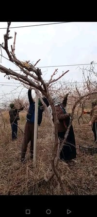 كادر كصاص • الدجيل