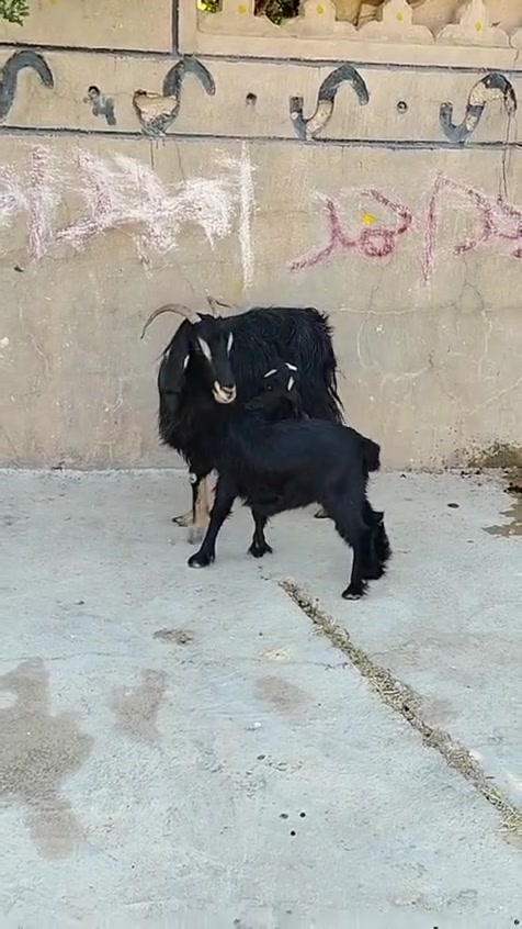 السلام عليكم متاح عنز مطفل وراها صخله مقوزه عنز سن وشطر ونصاح وخشان سعرهه ٣٠٠ العنوان حديثه حقلانيه للاستفسار الاتصال على الرقم *********** يوجد توصيل حسب الاتفاق
