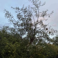 فرصة استثمارية  السلام عليكم  عندي قطعة ارض الدورة البو عيثه بالهواشة ...