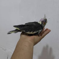 زوج كوكتيل • حبشي • انكليزي