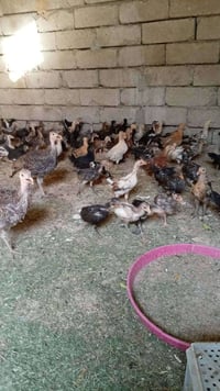 صواصي • دجاج عرب • فروخ دجاج • صيصان • صيصان عربية