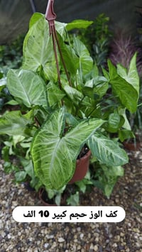 نباتات داخلية • تخفيضات • توصيل