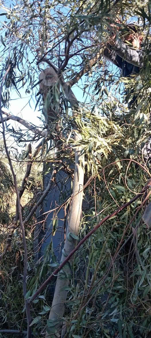 السلام عليكم
يوجد حطب أخضر للبيع حمل كيتين أو اكثر السعر 190 ألف /المكان البغدادي / رقم. ***********
