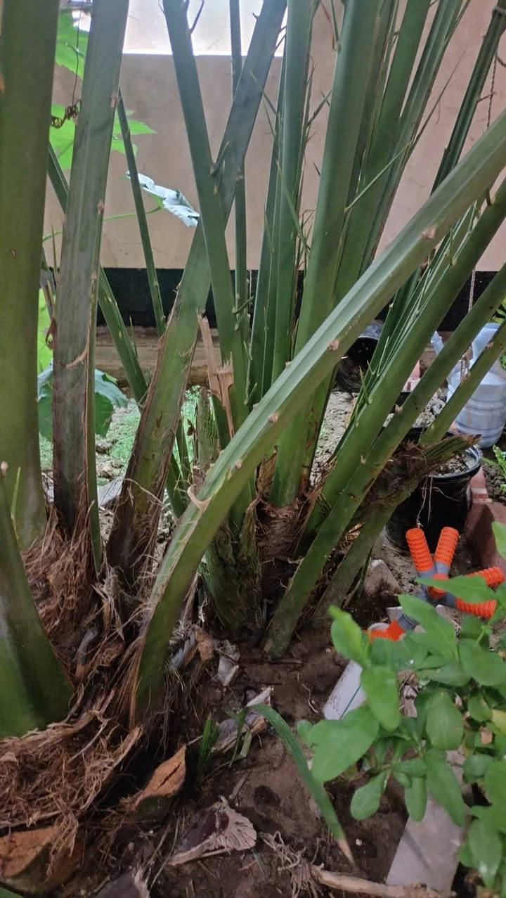 للبيع فرخ نخل برحي  اصلي غير نسيجي من نخل الفاو
الفرخ بعده ملتصق بالاصل ولكن مدفون صار 3سنوات وبيه راكوب،
النخلة الاصليه حماله كل سنة تحمل ولكن هذه السنة اتأخر الحمل.
والي يريد يشتري اخليهةيشوف حمل النخله العام الماضي حتى يتأكد انها برحية.
السعر 250 الف وبيه مجال

العنوان البصرة القبلة  حي المهندسين
***********
