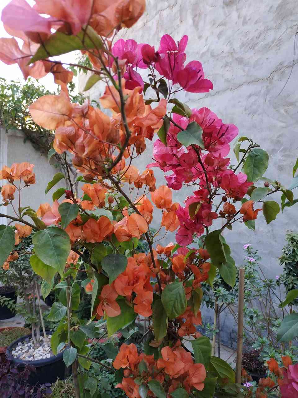 يتوفر شتلات حلوات وخشنات بأسعار مناسبة...
جهنمي لون وردي ولون حني ولون ابيض،،  دمعة طفل، انتران، دم العاشق، لفيرا، جلد النمر، كرن الغزال، عين البزون لون ابيض وردي، العنوان ابي غرق مقابل البلدية عبر البزل خلف الحسينية أو خلف المولده للتواصل ***********
