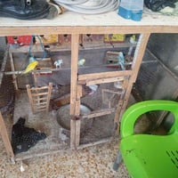 كناري • هولنديات • قفص