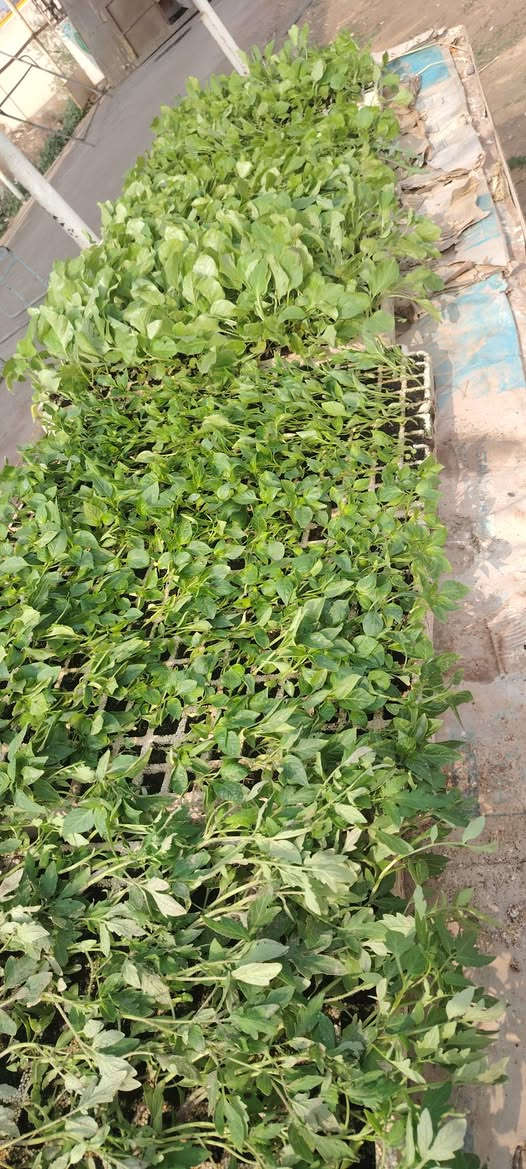 السلام عليكم متوفر دايه بيت انجان طماطه وفلفل حار وبارد العنوان واسط قضاء الاحرار الحسينيه بصف موكب المختار صف علوان ابو دهن مقابل عباس


**إذا كنت صاحب هذا الإعلان وتريد حذفه لأي سبب، رجاءا أرسل رسالة إلى الدعم الفني**